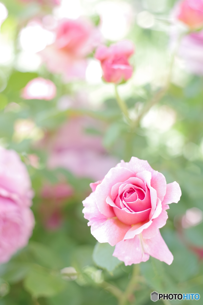 近所とイングリッシュガーデン petri 50mm f1.7 美しい薔薇