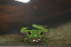 雨のいしかわ動物園 可愛いカエル