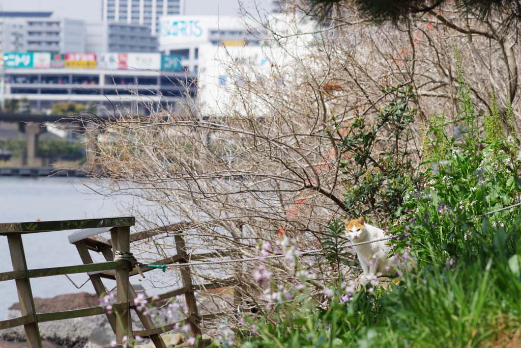 大井町埠頭公園 物陰から