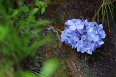 紫陽花　落ちてなお美しい