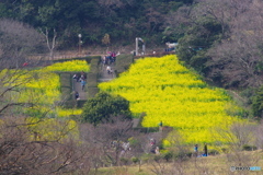 金沢動物園 菜の花 (28)