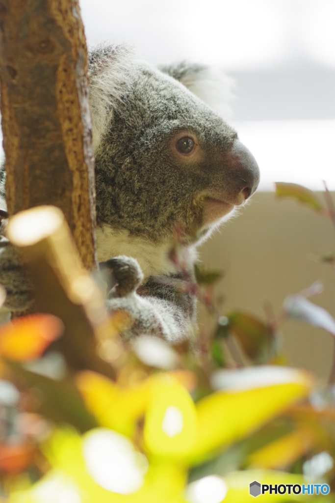 金沢動物園 菜の花 (15)