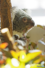 金沢動物園 菜の花 (15)