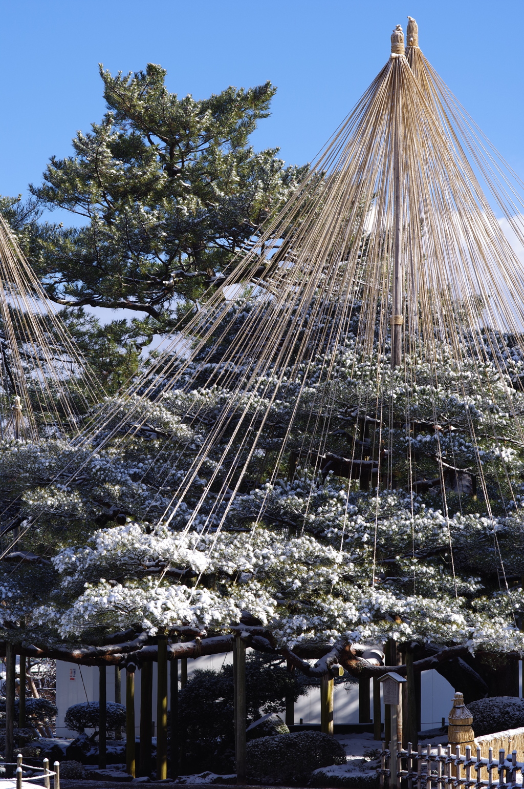 雪の兼六園 雪つりと雪と青空が美しいです。