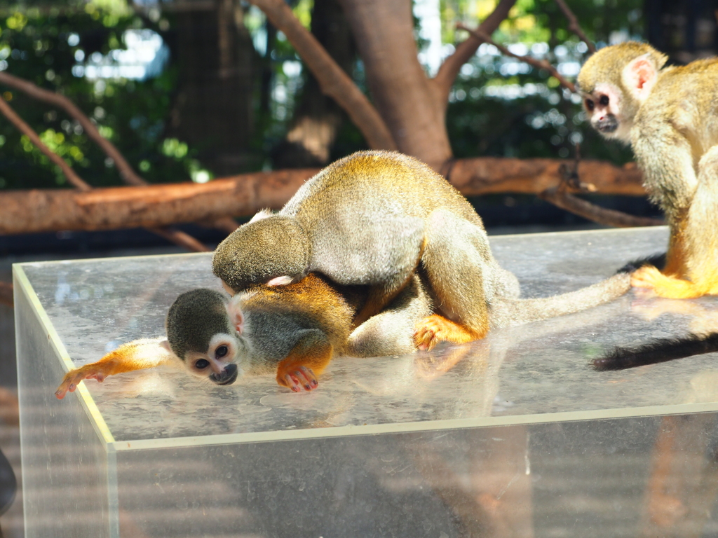 いしかわ動物園 オリンパスで撮ってみた タッチパネル便利
