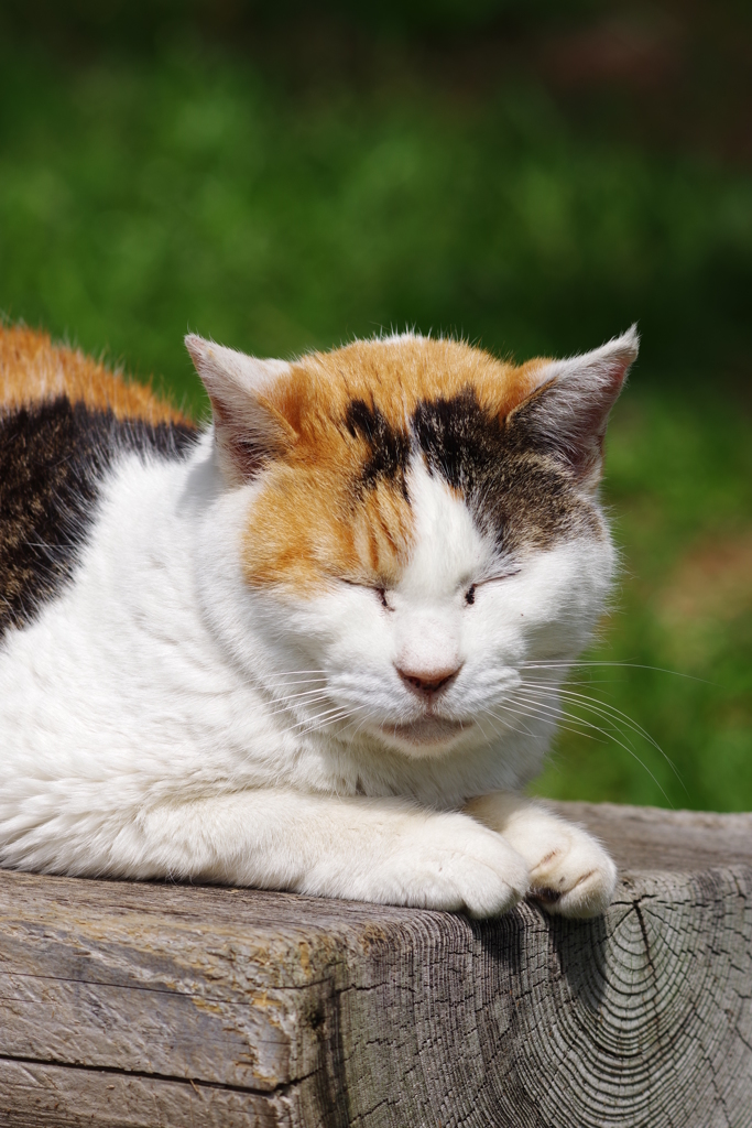 大井町埠頭公園 野良猫と桜 眠いその1