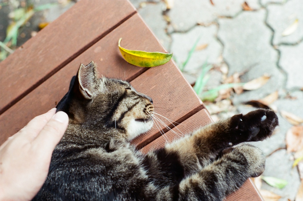 フィルム だらだらする猫