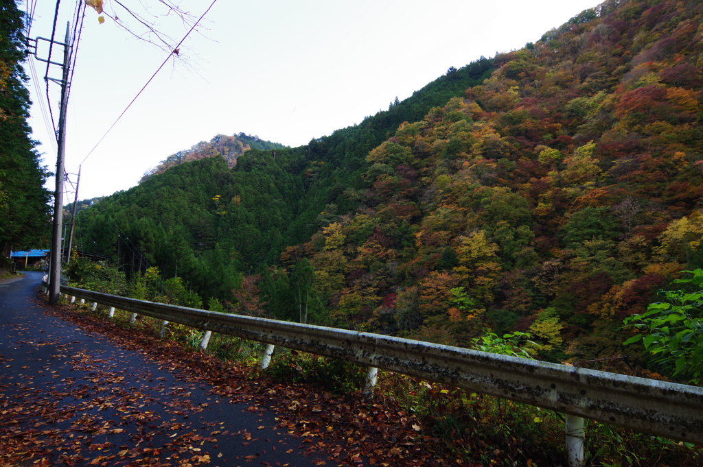 奥多摩むかしみち 紅葉しています。