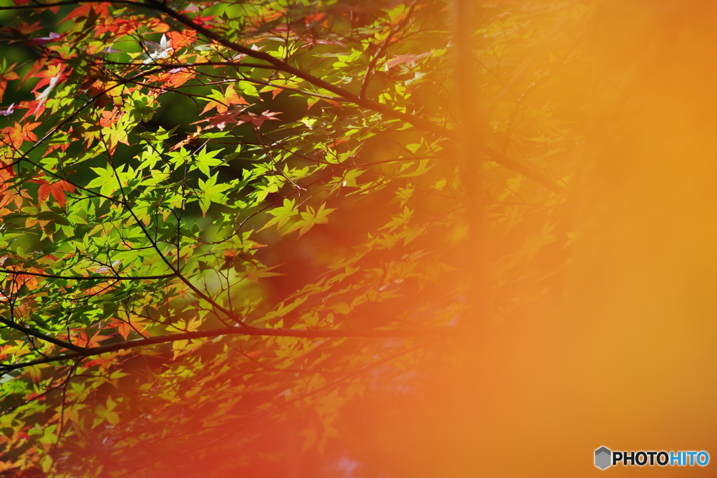 生田緑地 紅葉 200mm (11)
