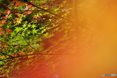 生田緑地 紅葉 200mm (11)