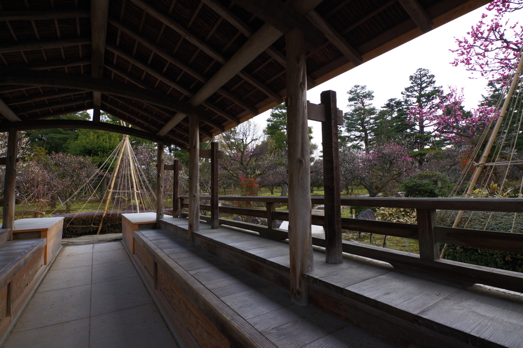 兼六園 梅林 (7)