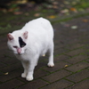 今日のノラ猫さん 6 黒ポイントさん
