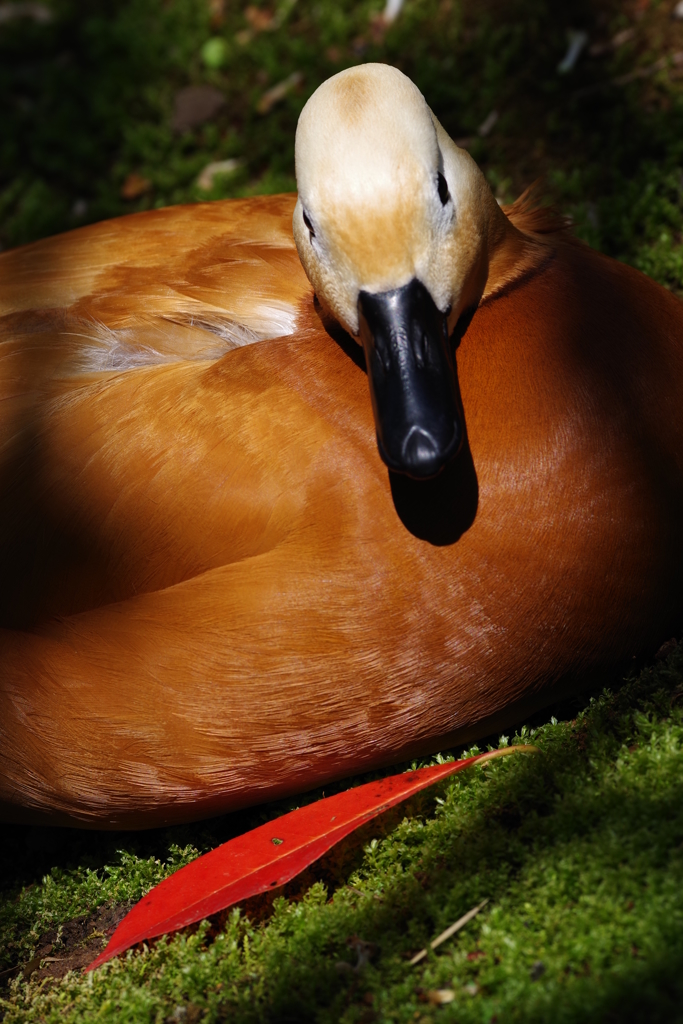 春の嵐の後のズーラシア　アカイはっぱとアカツクシガモ