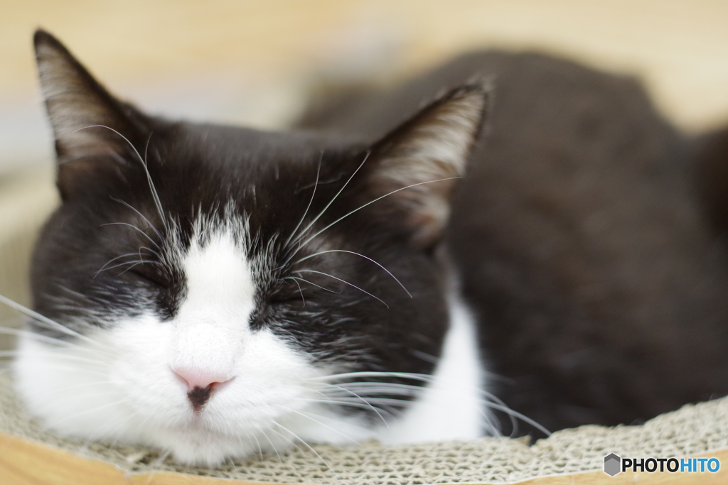 猫カフェ@鎌倉　ペトリ50mm f1.7