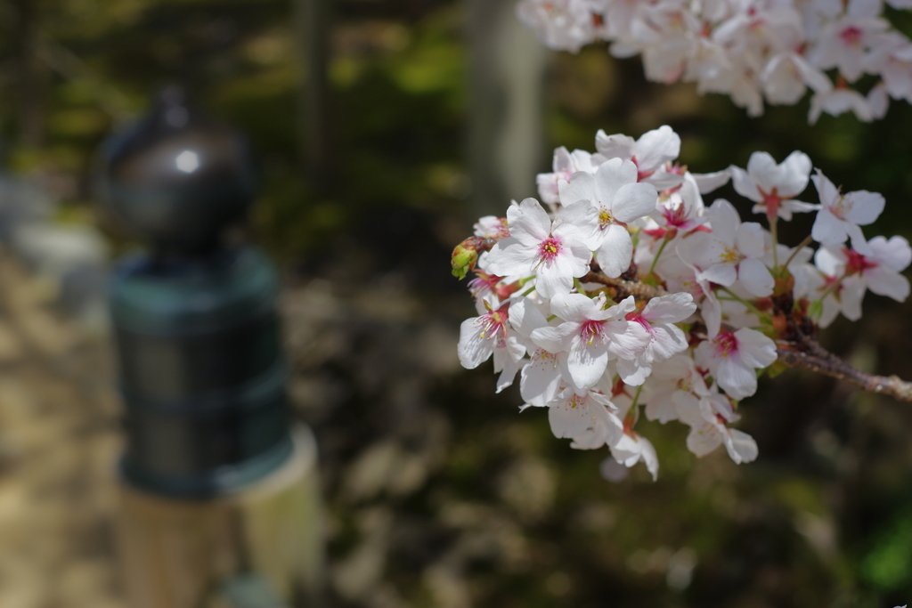 2020 兼六園　花を愛でる ペトリ50mm f1 (1)