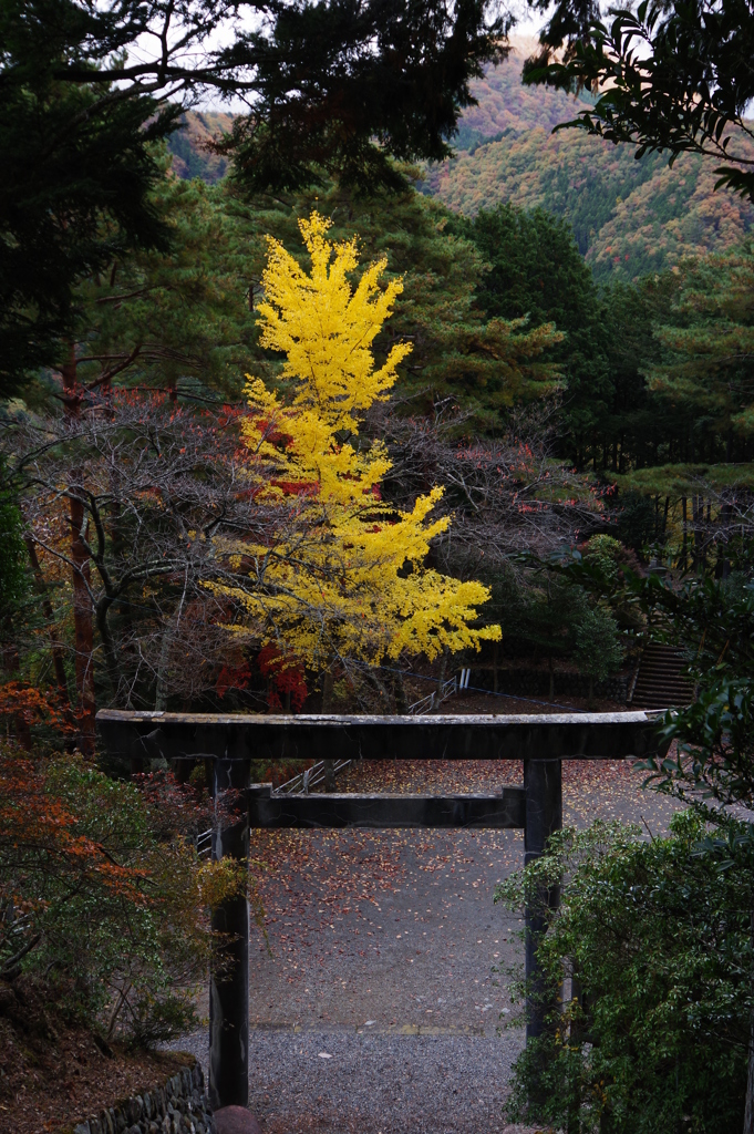 奥多摩湖 小河内神社 黄金の木