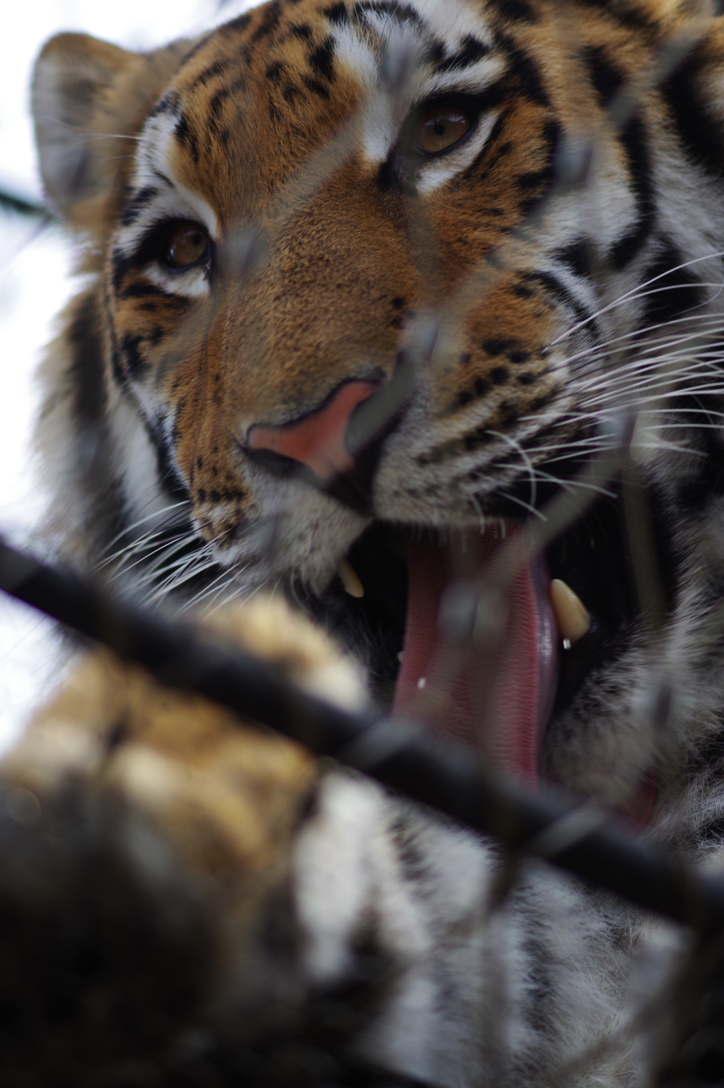 暖冬のいしかわ動物園 ローアングルから