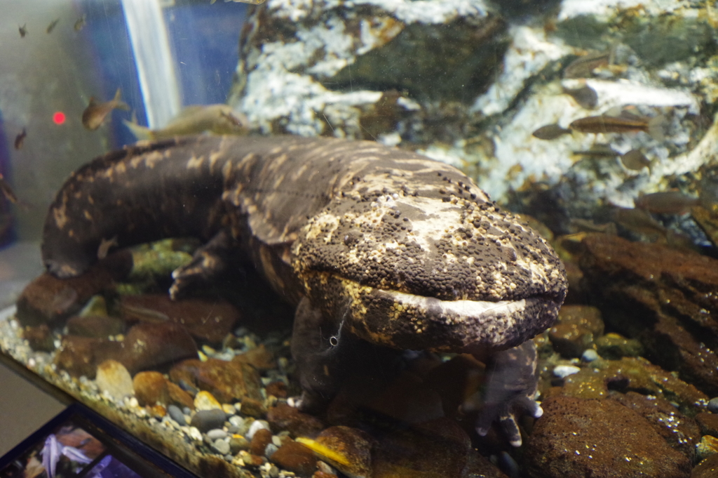 のとじま水族館 オオサンショウウオ