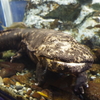 のとじま水族館 オオサンショウウオ