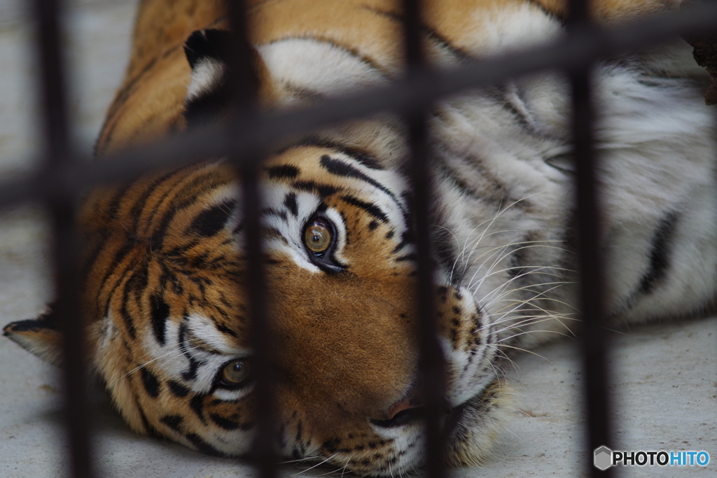 野毛山動物園 だらけてるメイメイ