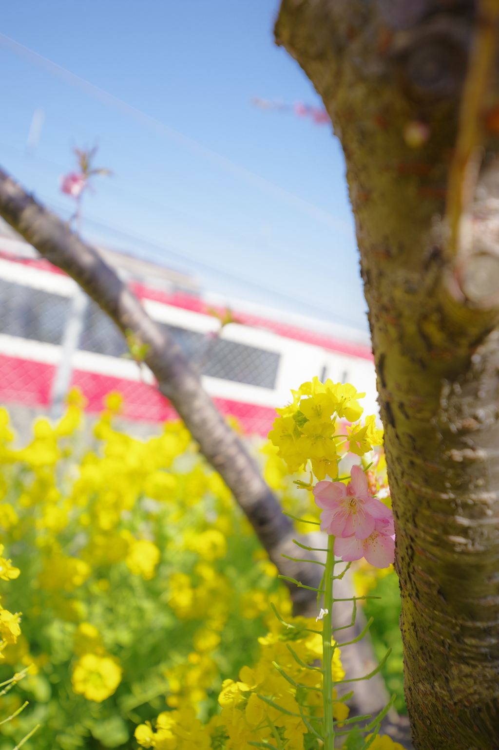 DA 11-18mm f2.8 試し撮り 河津桜に寄り添う菜の花 