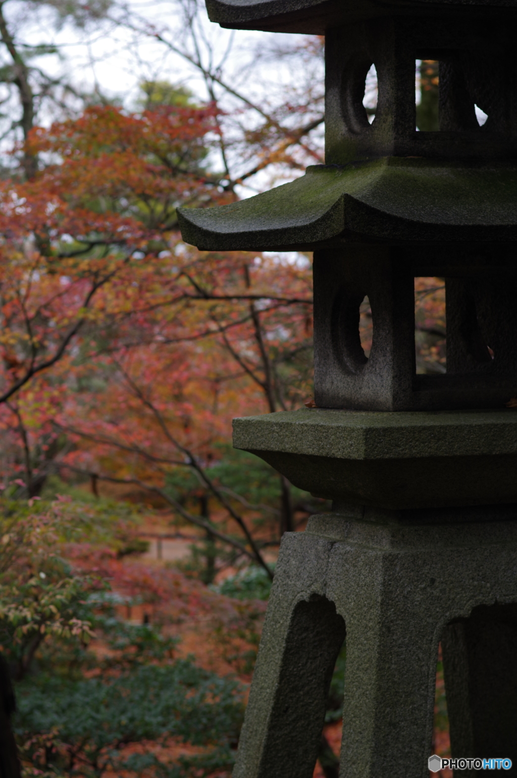 雨に濡れる晩秋の兼六園 (21)