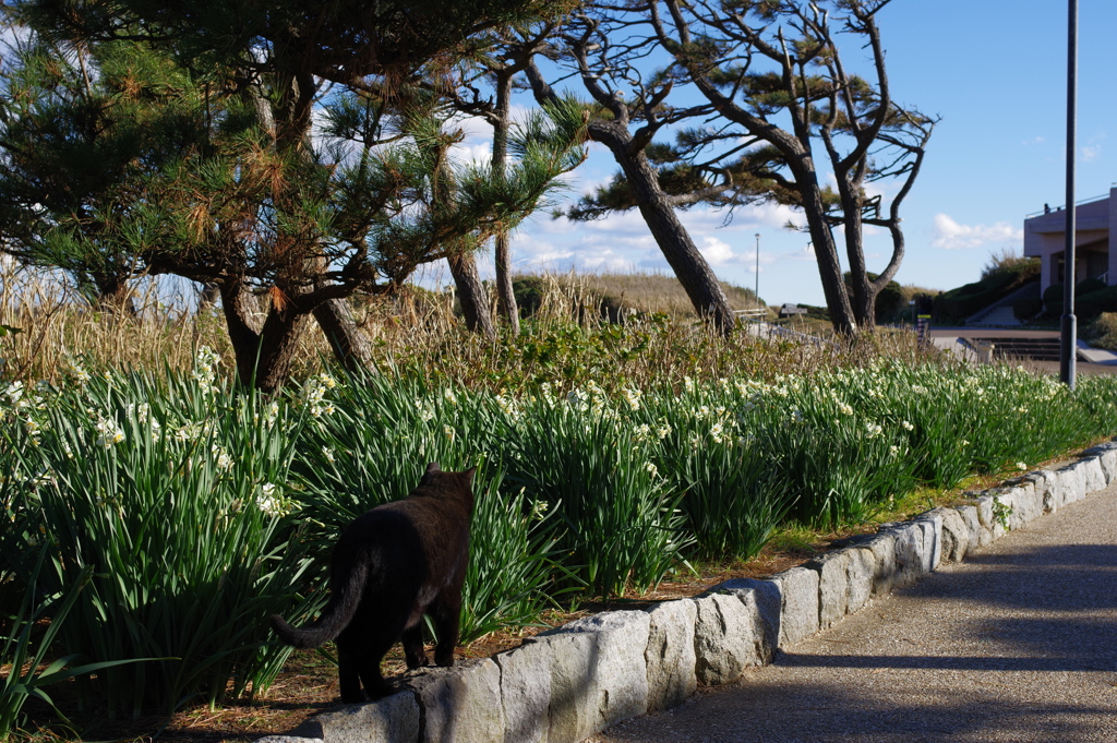 20181229 城ヶ島 水仙とねこ