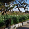 20181229 城ヶ島 水仙とねこ