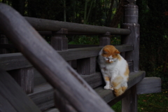 今日のノラ猫さん 31 お寺に住む猫