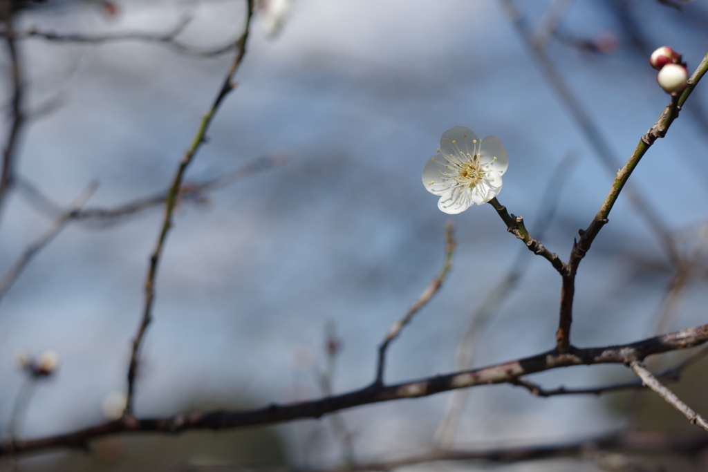 近所散歩 cosina 50mm f2