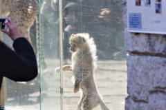 多摩動物公園 チーターの子供　かわいい