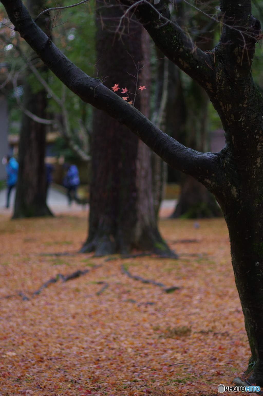 雨に濡れる晩秋の兼六園 (16)