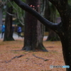雨に濡れる晩秋の兼六園 (16)