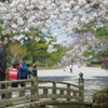 2020年兼六園 桜 ペトリ 50mmf1.7