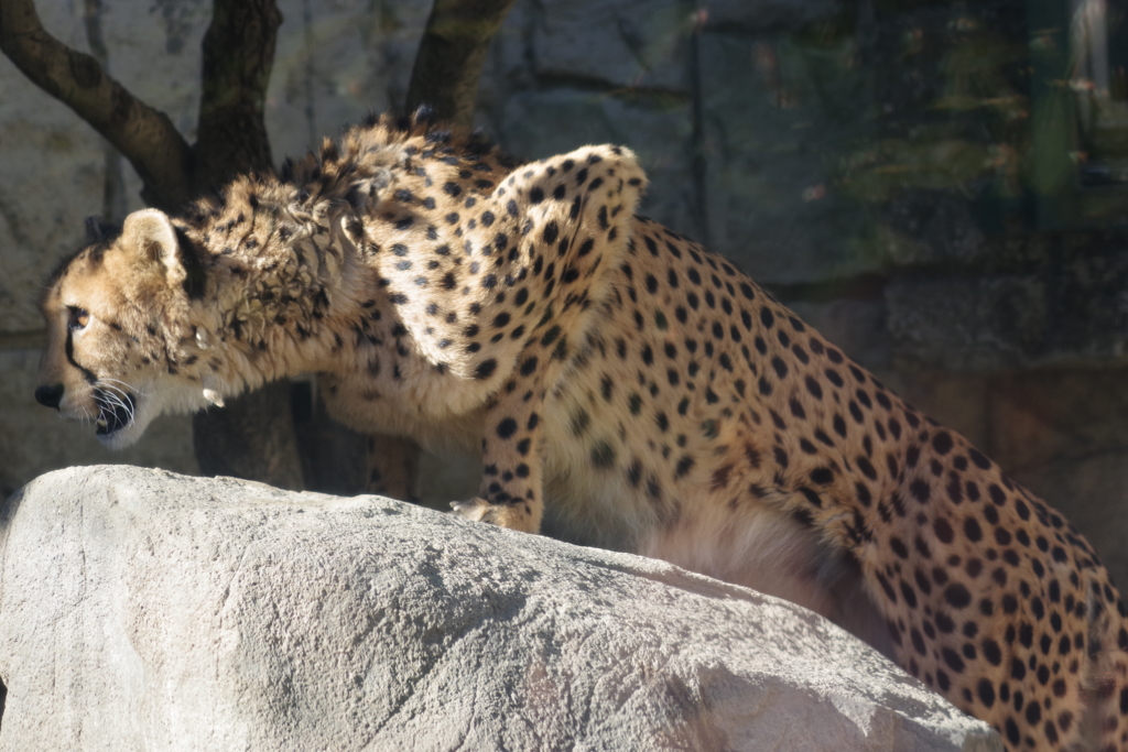多摩動物公園 チーターの親2