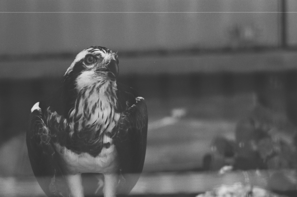 白黒フィルムで動物を撮ってみた　