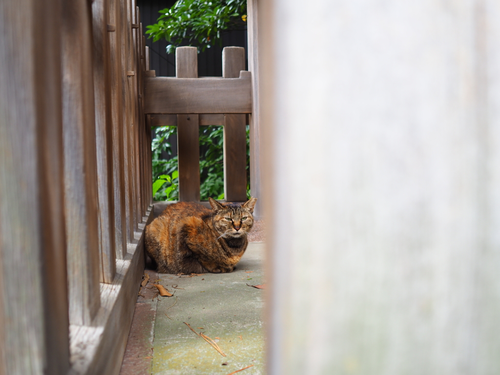 オリンパス 試し撮り 猫