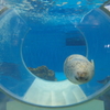 のとじま水族館　すぃーっと泳ぐアザラシ