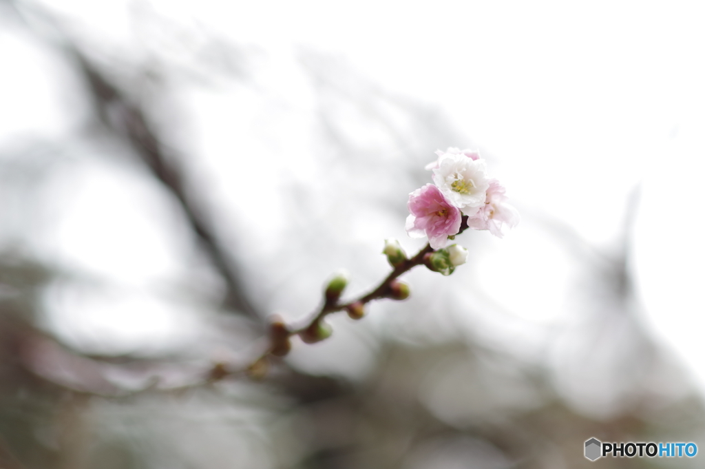 雨に濡れる晩秋の兼六園 (8)