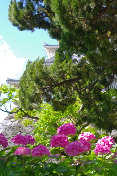 小倉 朝の散歩　紫陽花と・・・木が邪魔