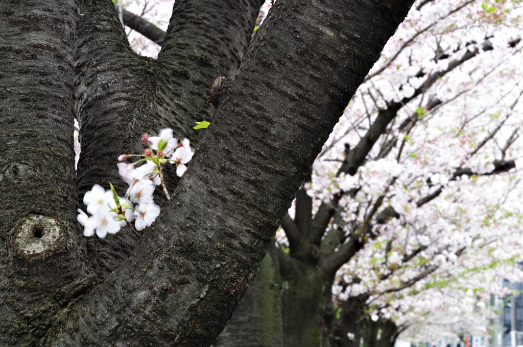 20200405 桜散歩 (26)