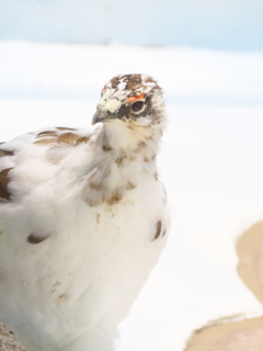 いしかわ動物園 オリンパスで撮ってみた　ライチョウが綺麗