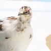 いしかわ動物園 オリンパスで撮ってみた　ライチョウが綺麗