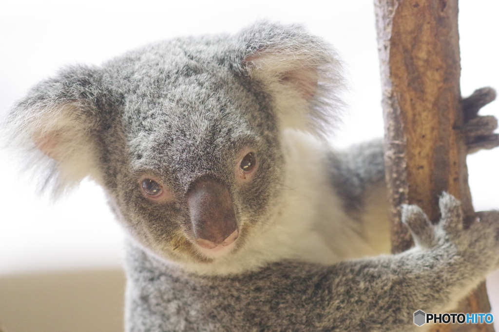 金沢動物園 菜の花 (16)