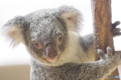 金沢動物園 菜の花 (16)