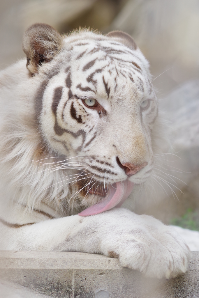 東武動物公園 ベロッ ホワイトタイガー