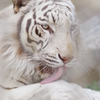 東武動物公園 ベロッ ホワイトタイガー