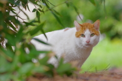 大井町埠頭公園 野良猫さん目があう