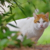大井町埠頭公園 野良猫さん目があう