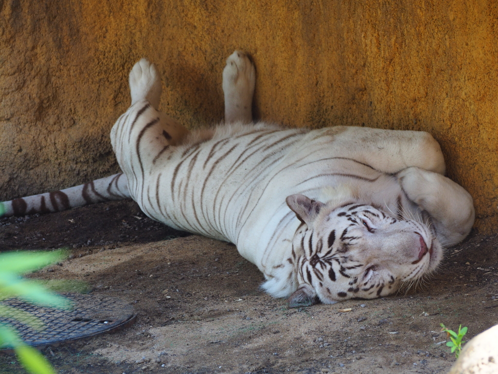 いしかわ動物園 オリンパスで撮ってみた 休日のお父さんみたい